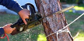 Trusted Belle Plaine, IA Tree Care Experts