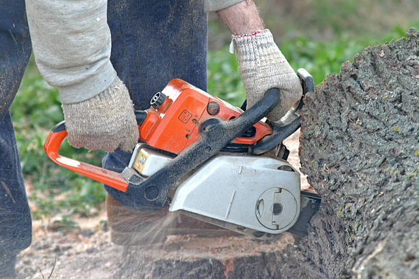 Best Lawn Mowing  in Belle Plaine, IA