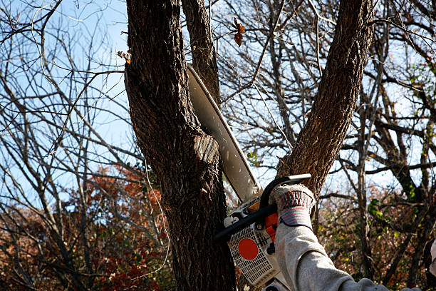 Best Stump Grinding and Removal  in Belle Plaine, IA